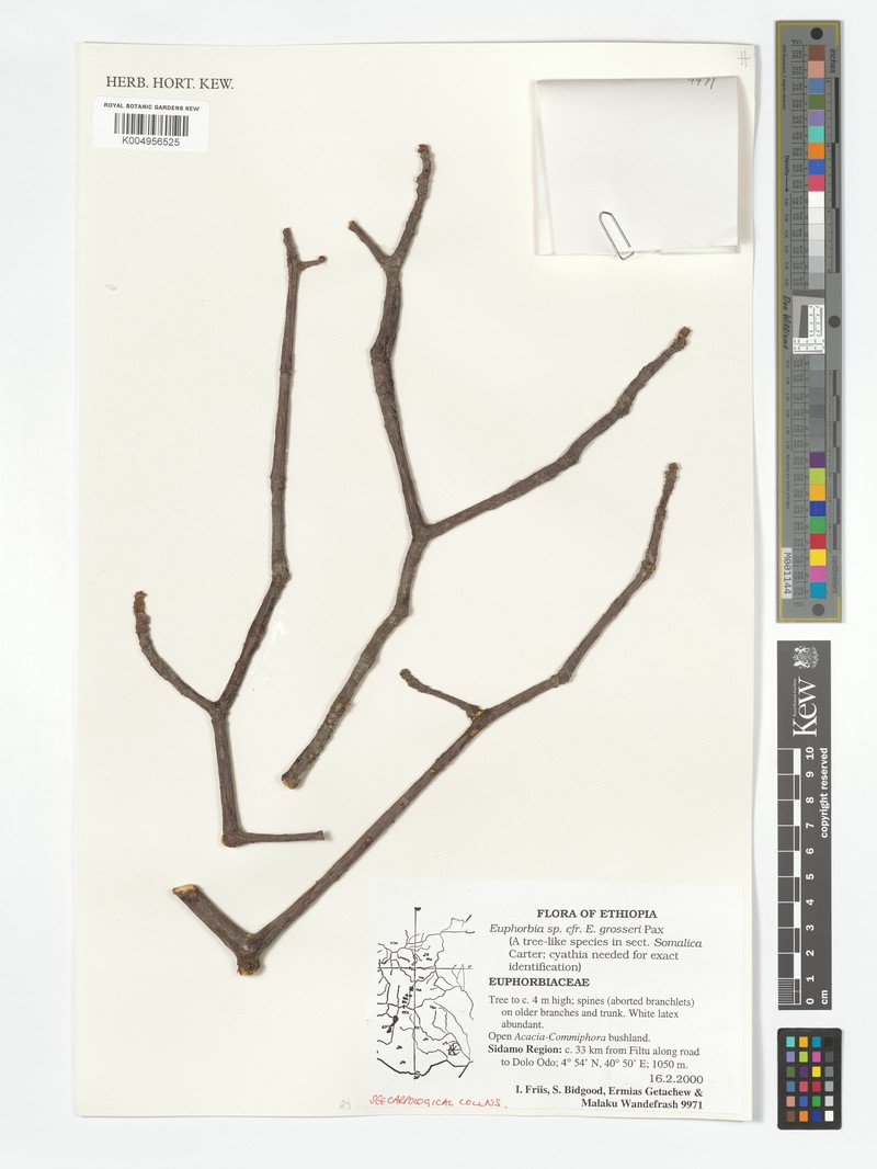 Euphorbia grosseri