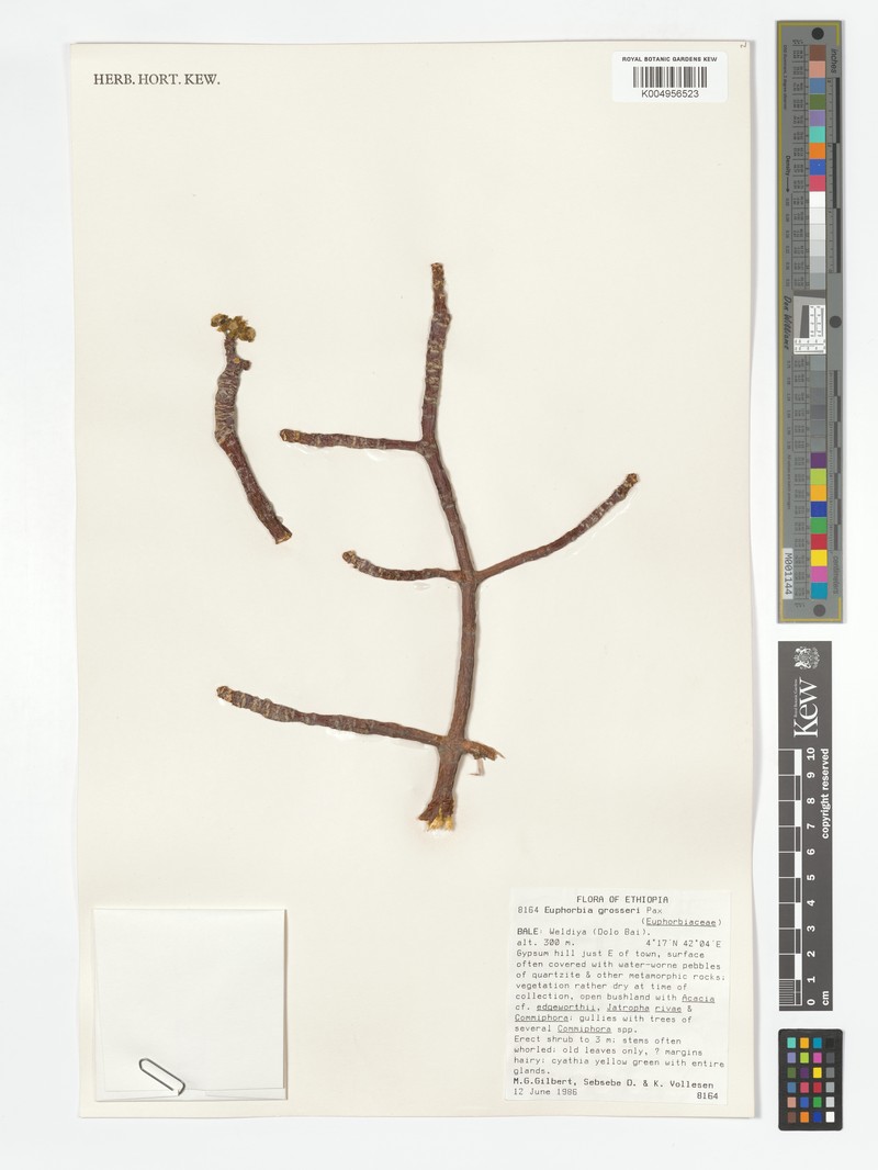 Euphorbia grosseri photo 2