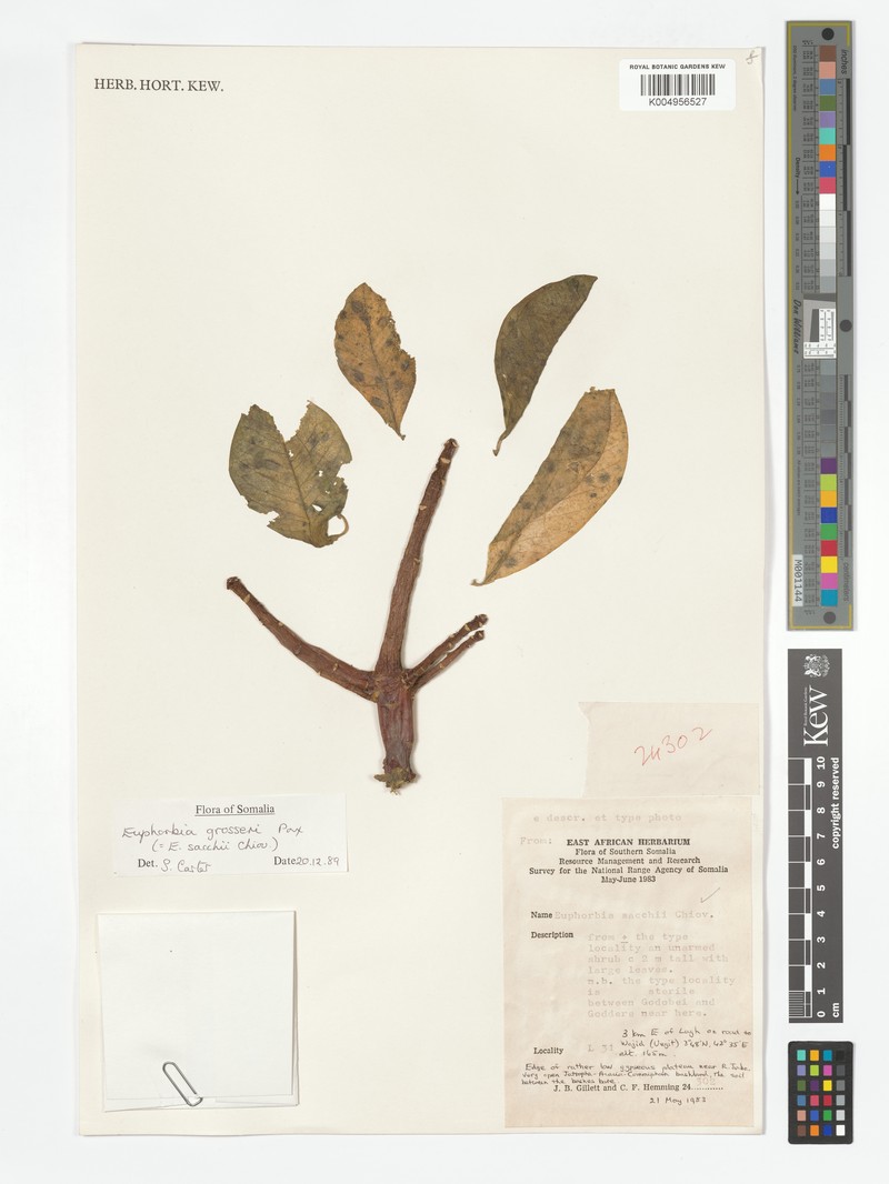 Euphorbia grosseri photo 3