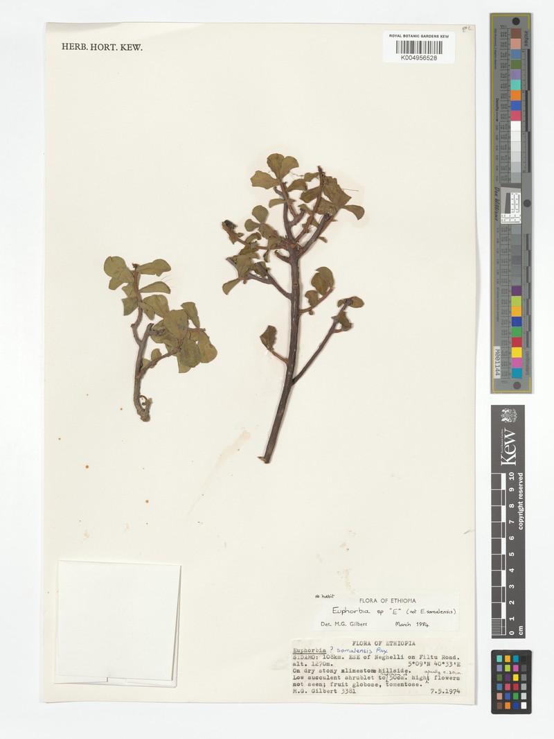 Euphorbia grosseri photo 4