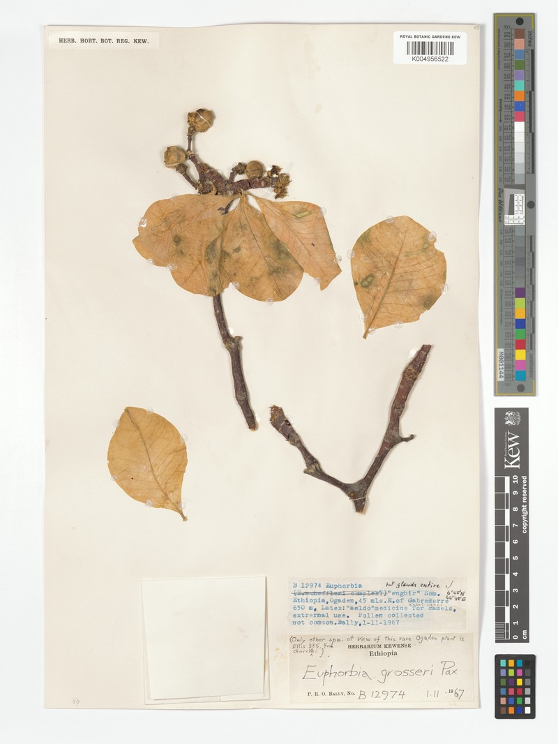 Euphorbia grosseri photo 5