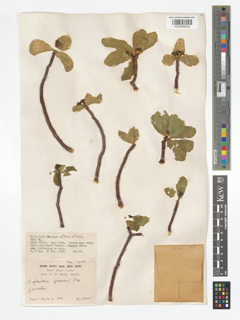 Euphorbia grosseri photo 6