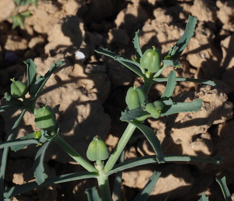 Euphorbia grossheimii