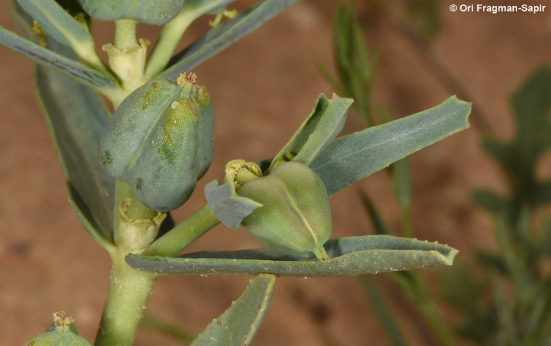 Euphorbia grossheimii photo 2