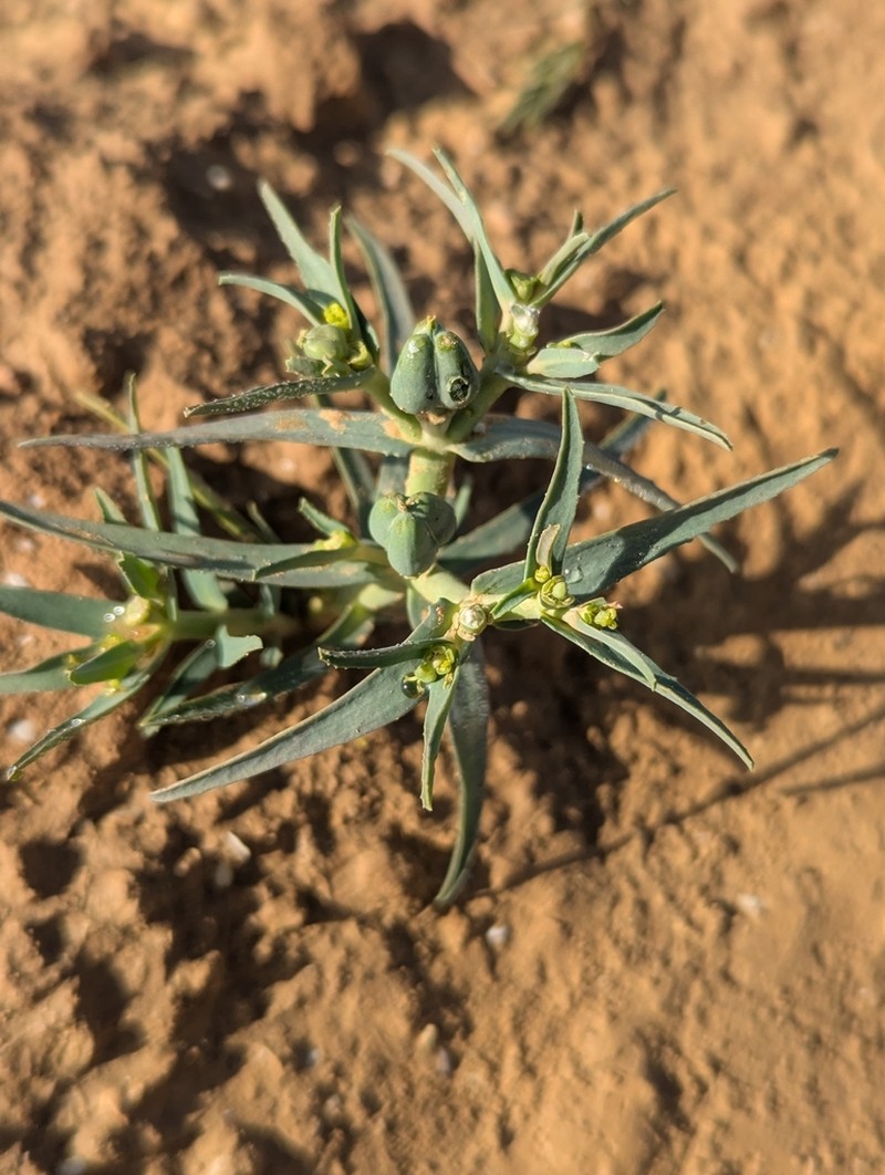 Euphorbia grossheimii photo 3