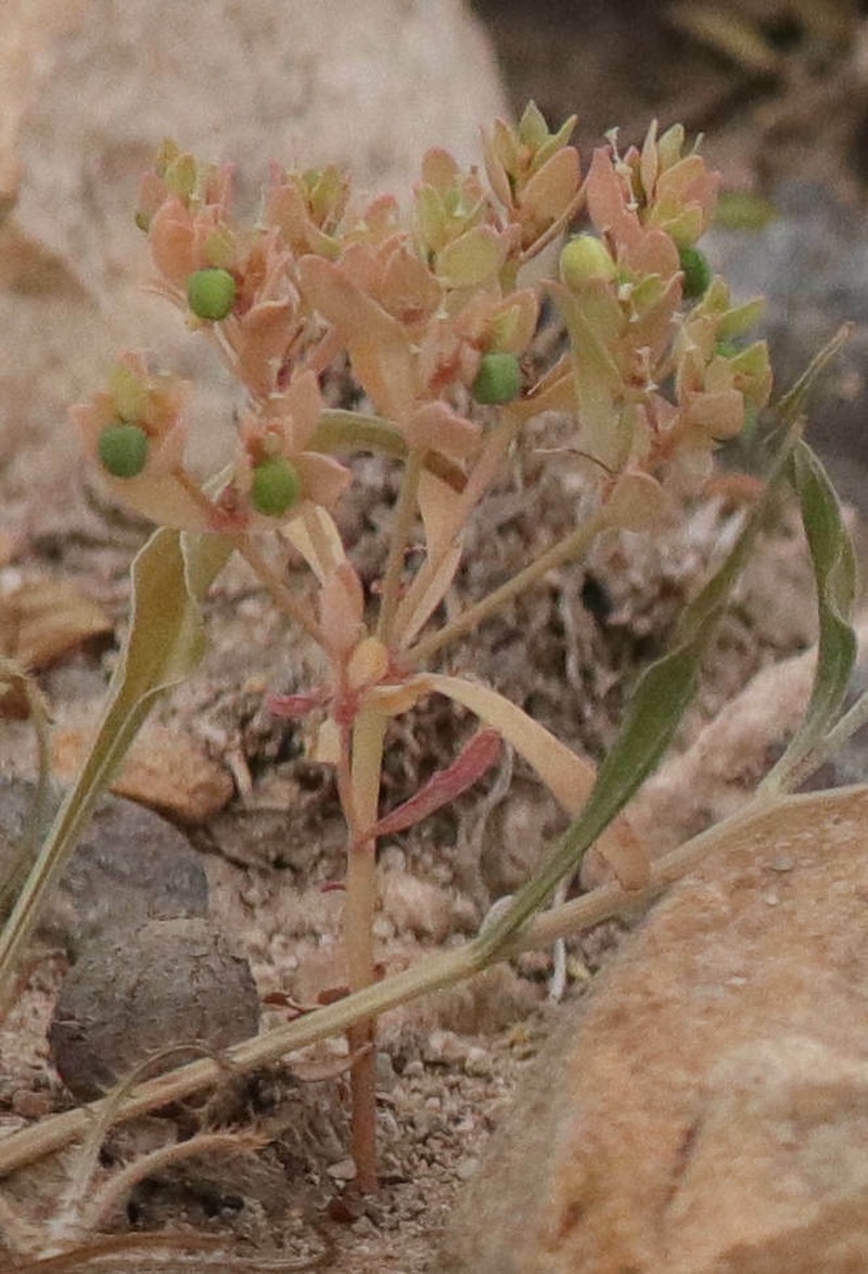 Euphorbia grossheimii photo 5
