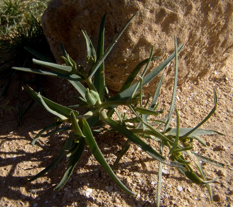 Euphorbia grossheimii photo 6