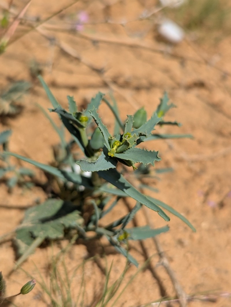 Euphorbia grossheimii photo 7