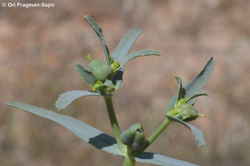 Euphorbia grossheimii photo 8