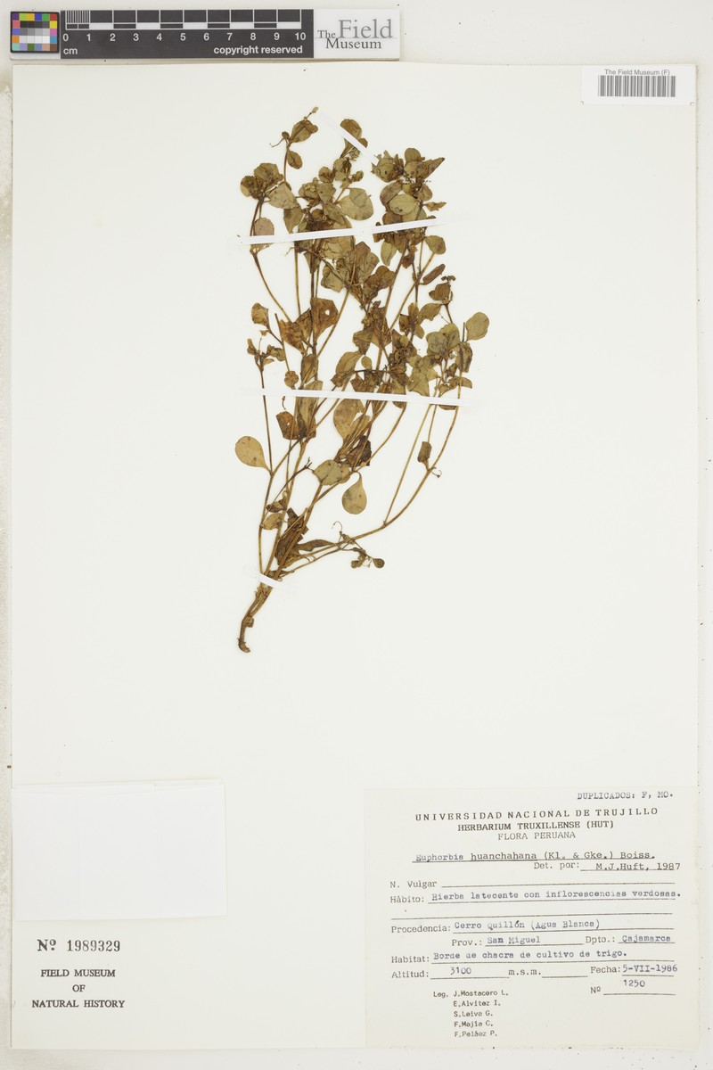 Euphorbia guachanca photo 4