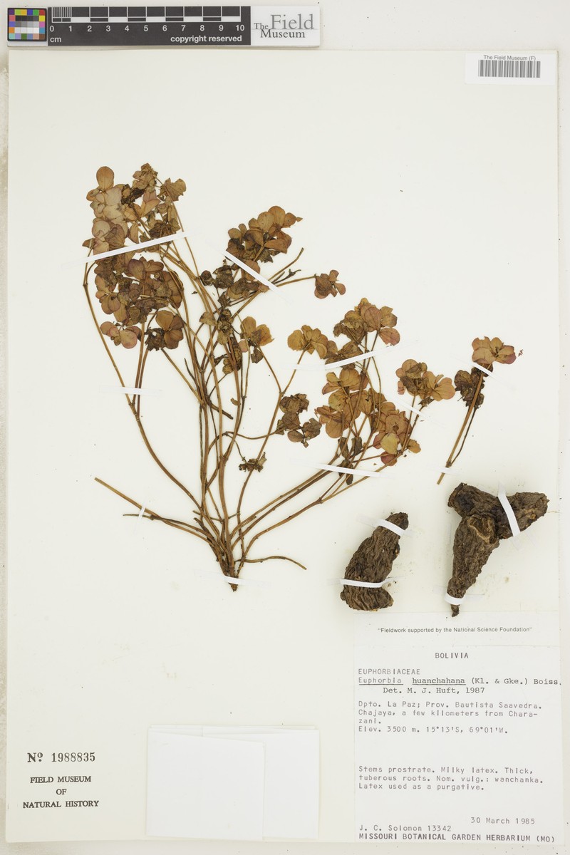 Euphorbia guachanca photo 5