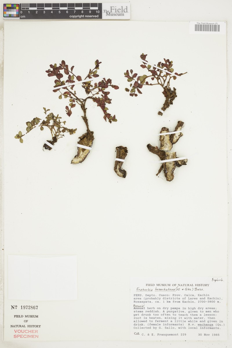 Euphorbia guachanca photo 6