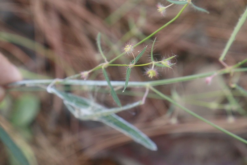 Euphorbia guadalajarana photo 2