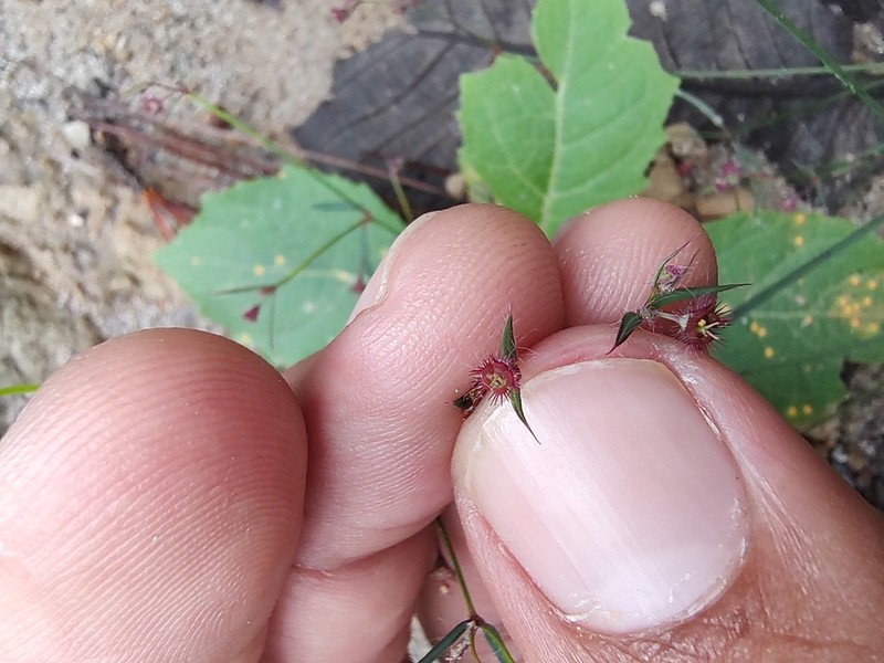 Euphorbia guadalajarana photo 4