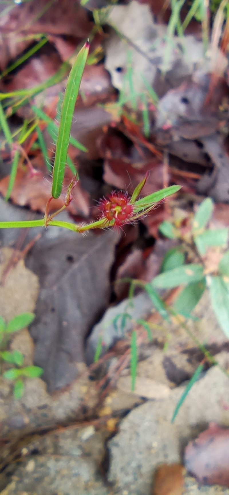 Euphorbia guadalajarana photo 6