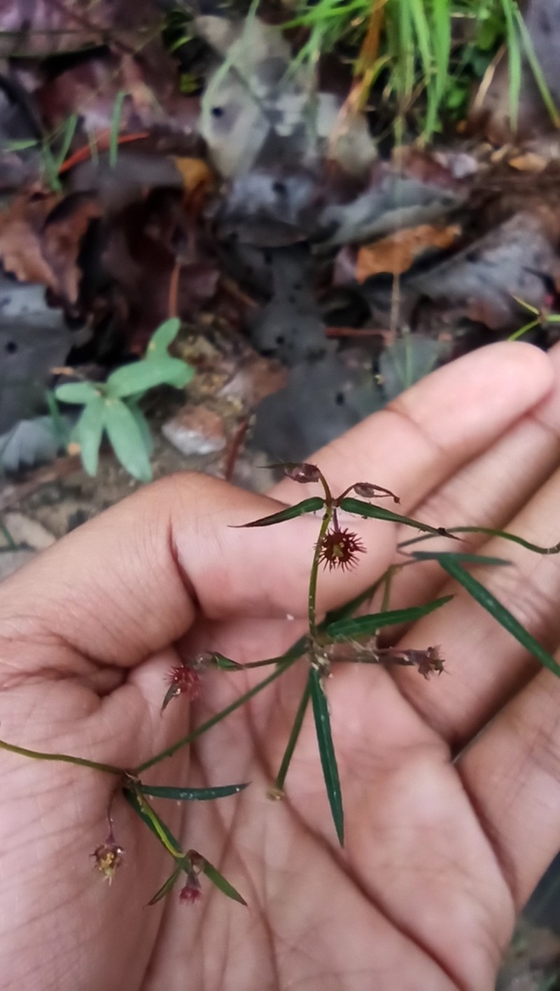 Euphorbia guadalajarana photo 8