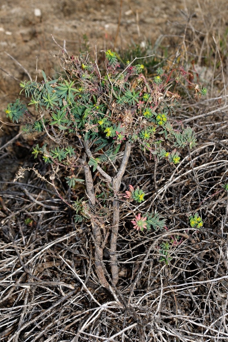 Euphorbia guadalhorcensis