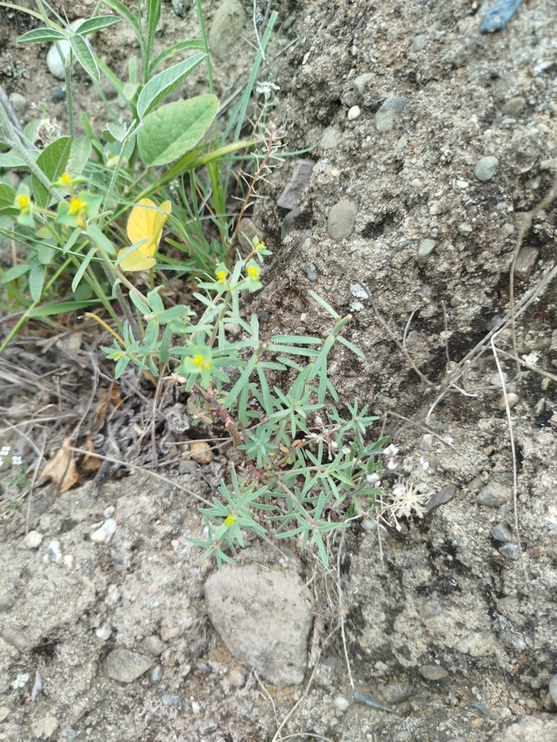 Euphorbia guadalhorcensis photo 2