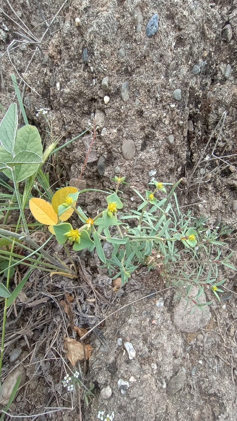Euphorbia guadalhorcensis photo 3