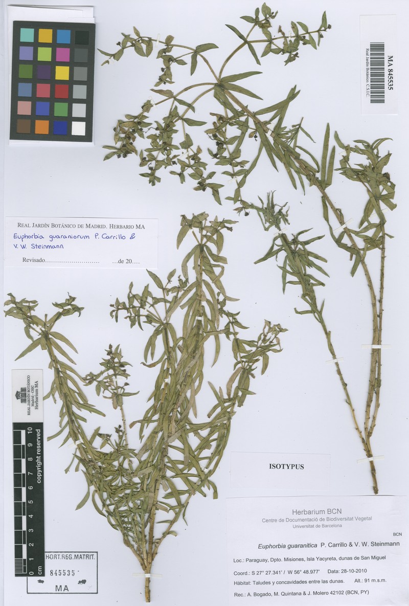 Euphorbia guaraniorum
