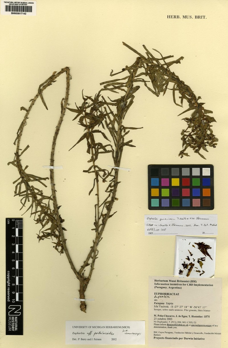 Euphorbia guaraniorum photo 2