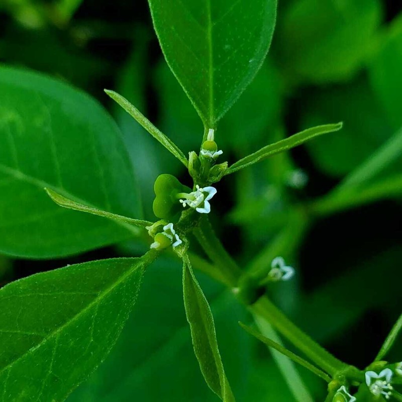 Euphorbia guatemalensis