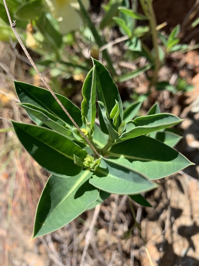 Euphorbia gueinzii