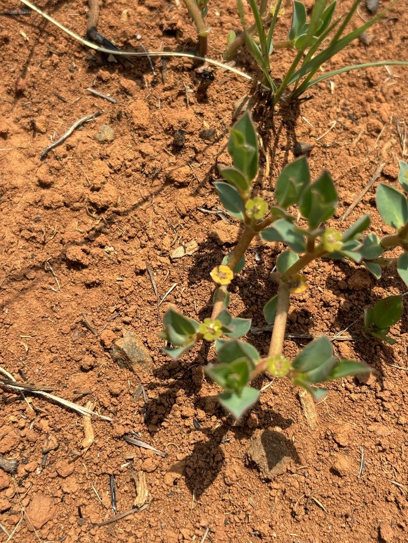 Euphorbia gueinzii photo 2