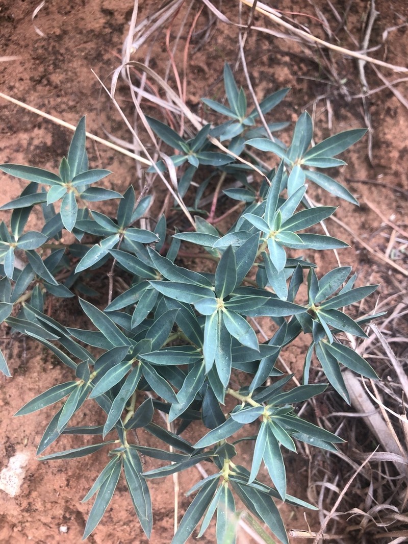 Euphorbia gueinzii photo 3