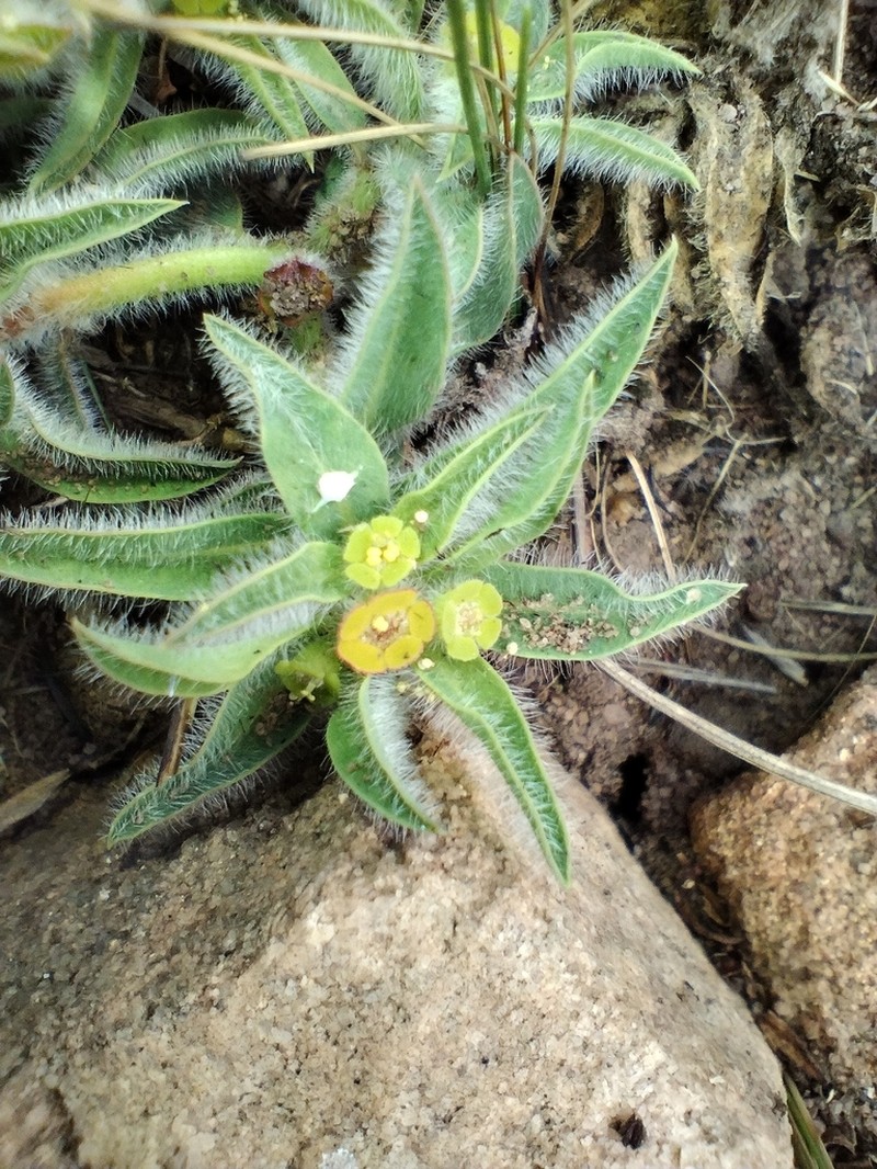 Euphorbia gueinzii photo 4