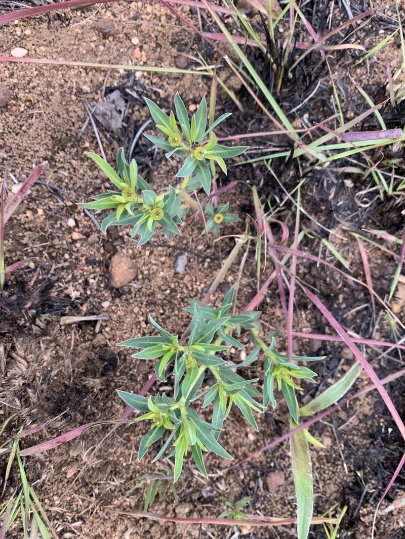 Euphorbia gueinzii photo 5