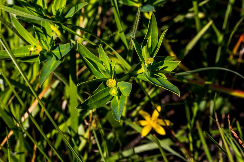 Euphorbia gueinzii photo 6