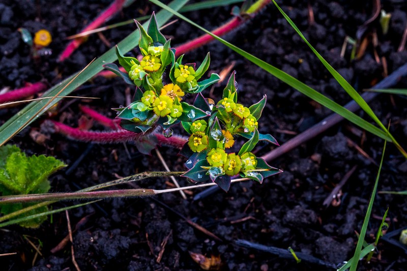Euphorbia gueinzii photo 7