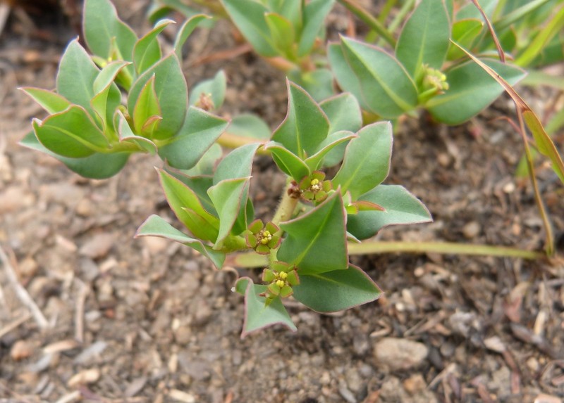 Euphorbia gueinzii photo 8