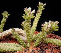 Euphorbia guentheri