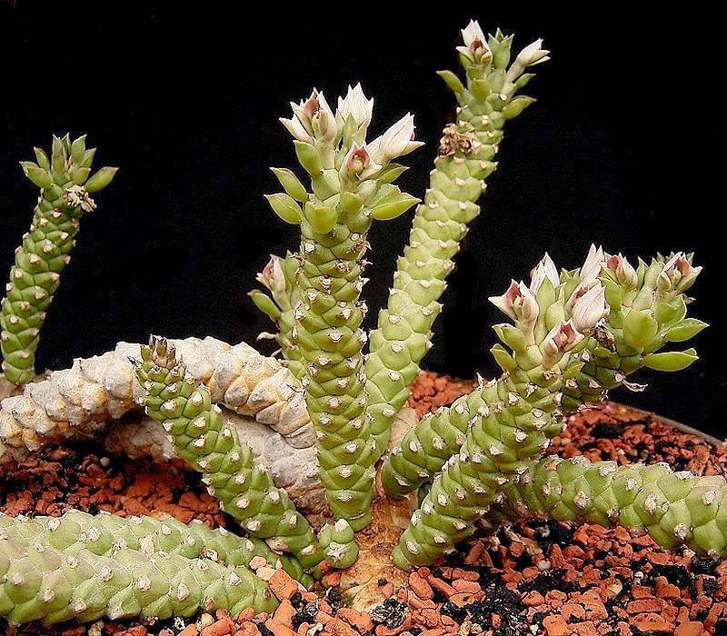 Euphorbia guentheri