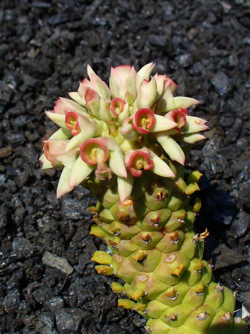 Euphorbia guentheri photo 2