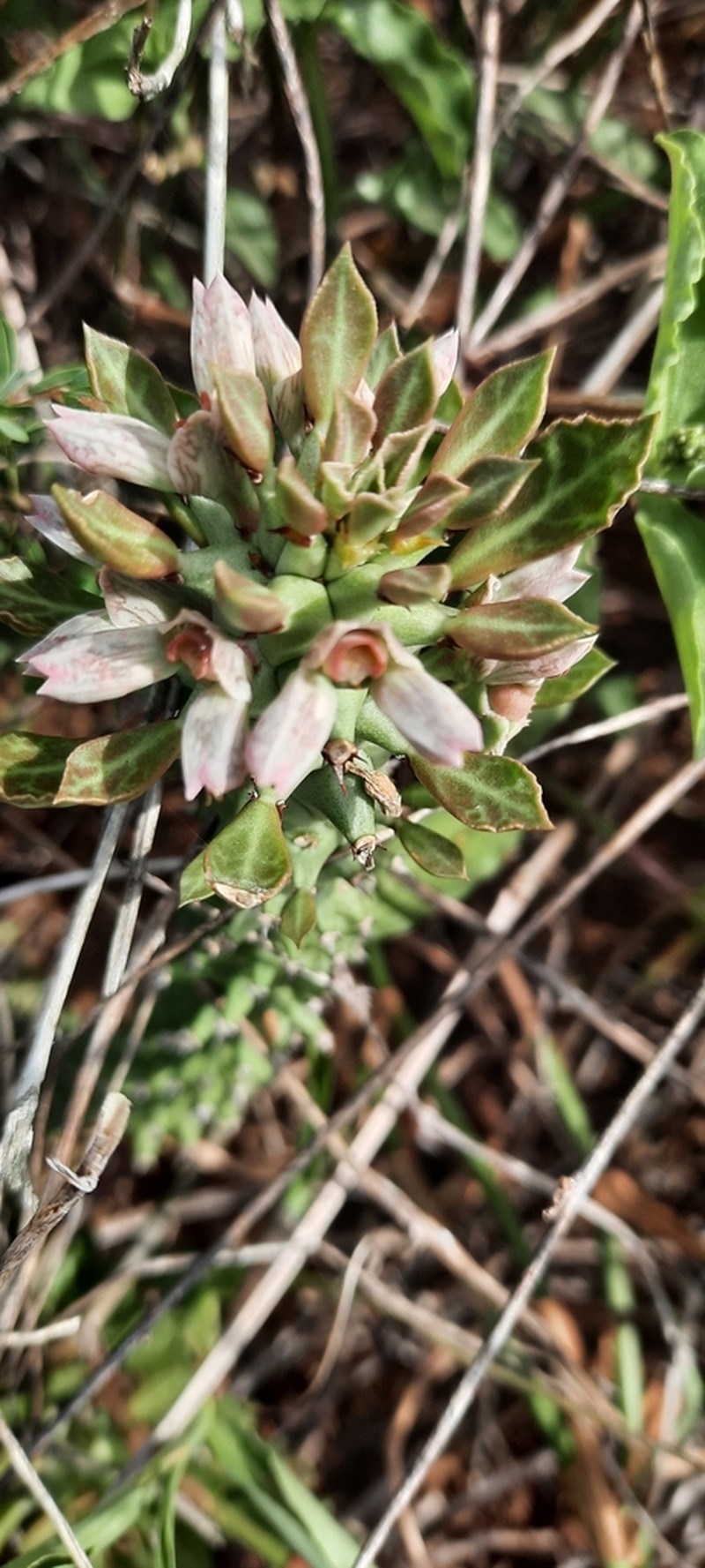 Euphorbia guentheri photo 3