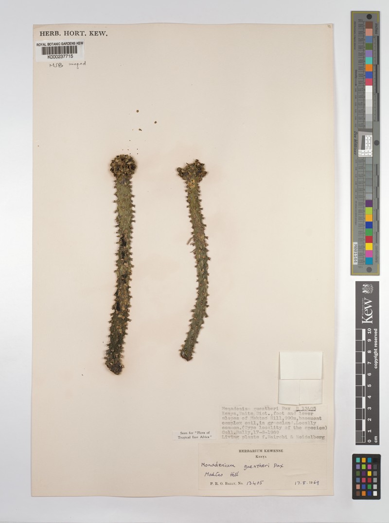 Euphorbia guentheri photo 4