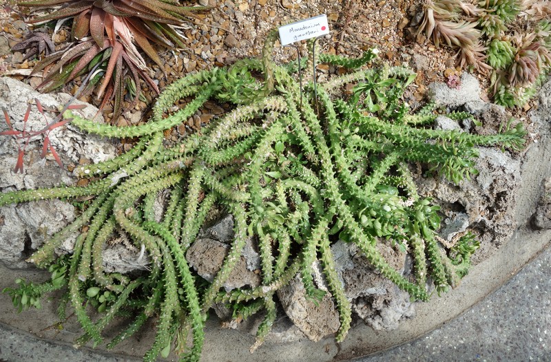 Euphorbia guentheri photo 6