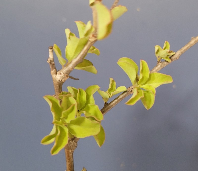 Euphorbia guerichiana