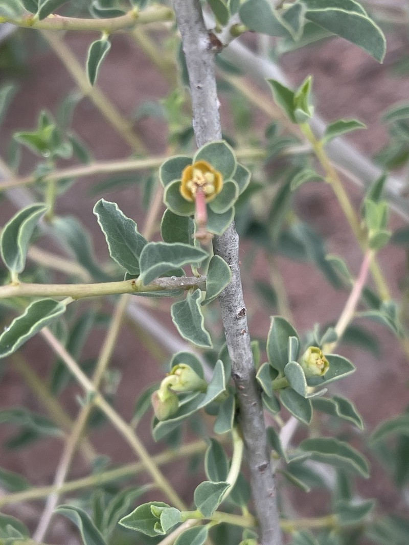 Euphorbia guerichiana photo 2