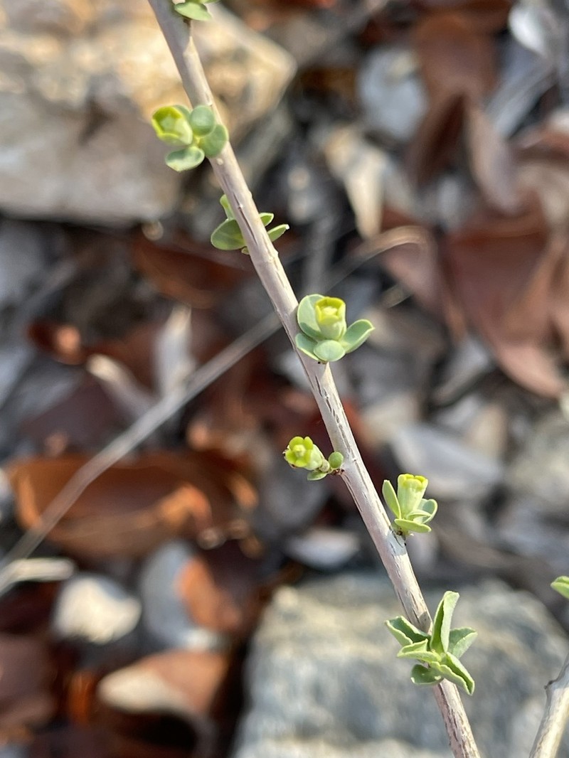 Euphorbia guerichiana photo 3