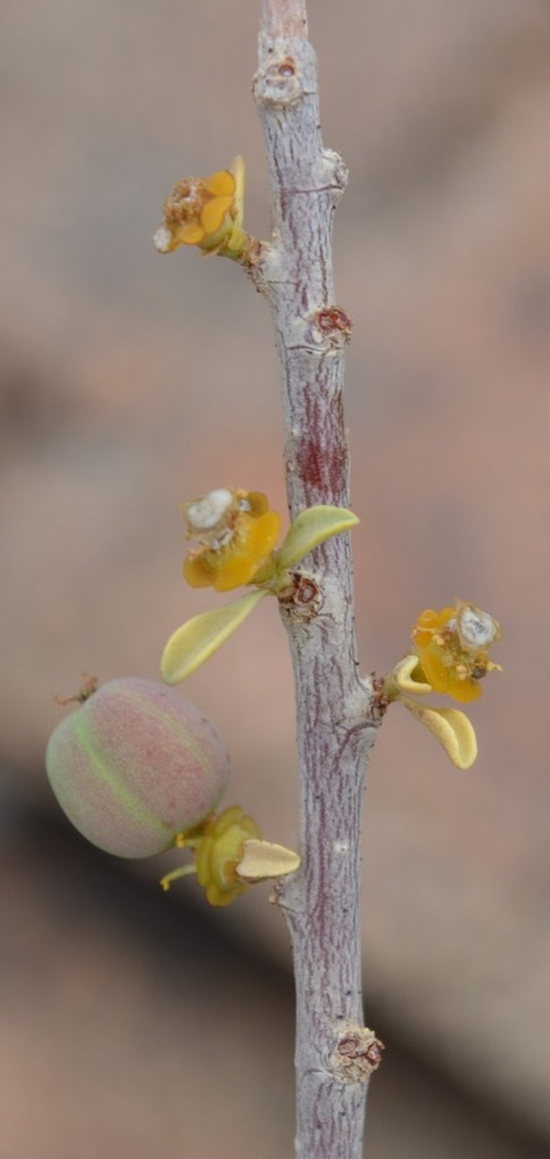 Euphorbia guerichiana photo 4