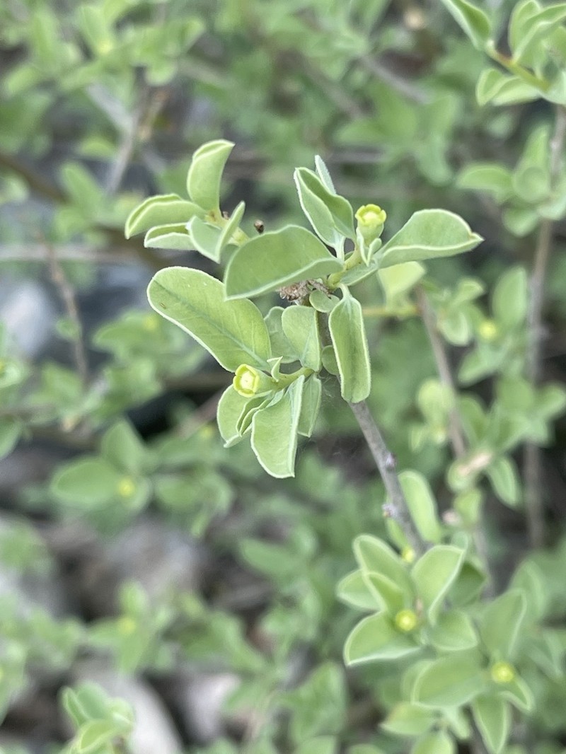 Euphorbia guerichiana photo 7