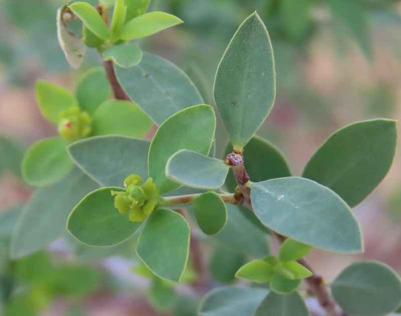 Euphorbia guerichiana photo 8