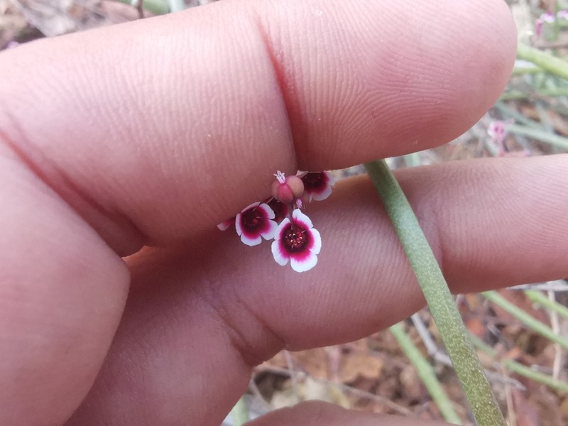Euphorbia guiengola photo 2