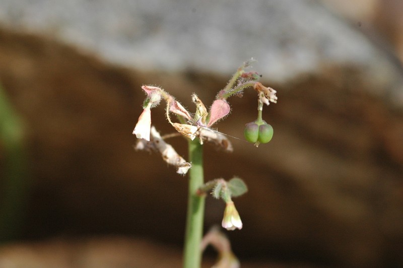 Euphorbia guiengola photo 3
