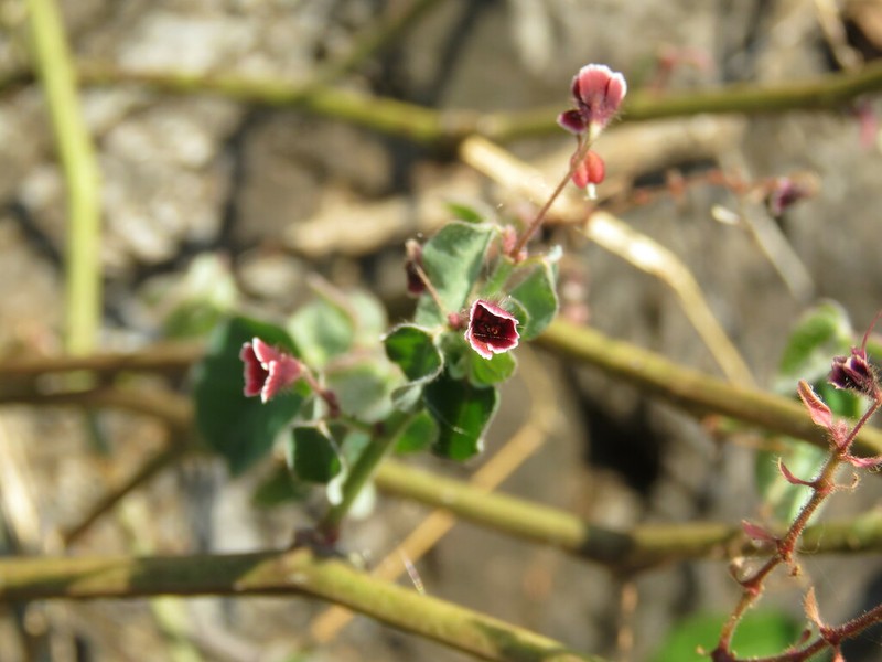 Euphorbia guiengola photo 5