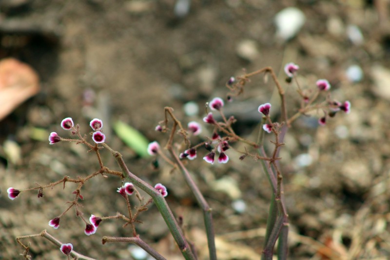 Euphorbia guiengola photo 6
